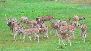 axis midc group dimensions