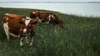 mira assembly large input